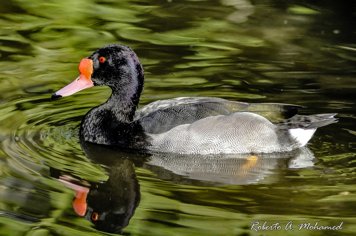 "Belleza silvestre" de Roberto Amilcar Mohamed