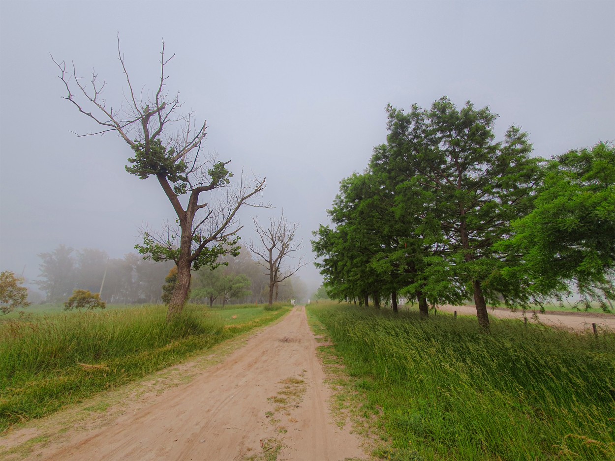 "Caminando en un da gris" de Fernando Valdez Vazquez