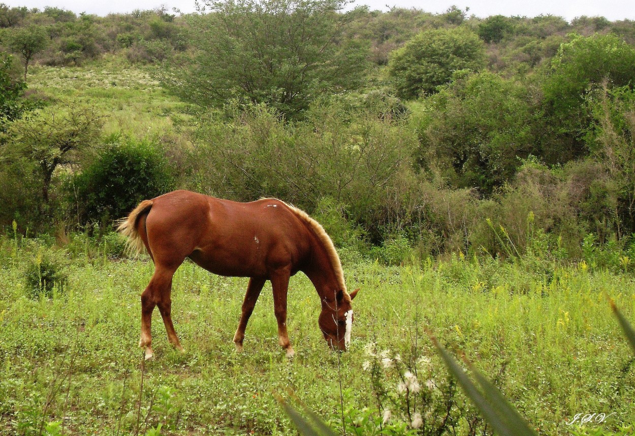 "Chiquitina" de Jorge Vargas