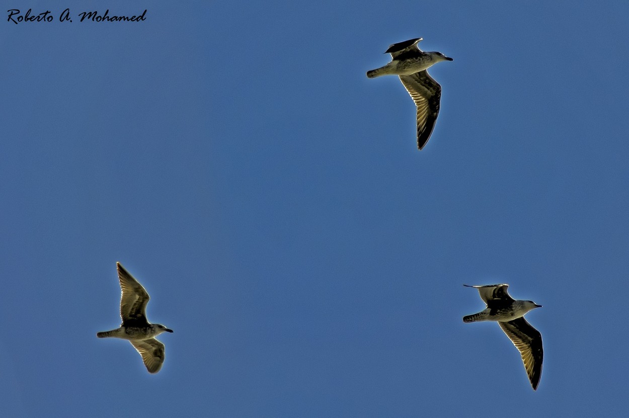 "Trio" de Roberto Amilcar Mohamed