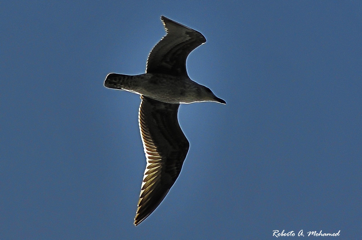 "Gaviota de rio" de Roberto Amilcar Mohamed