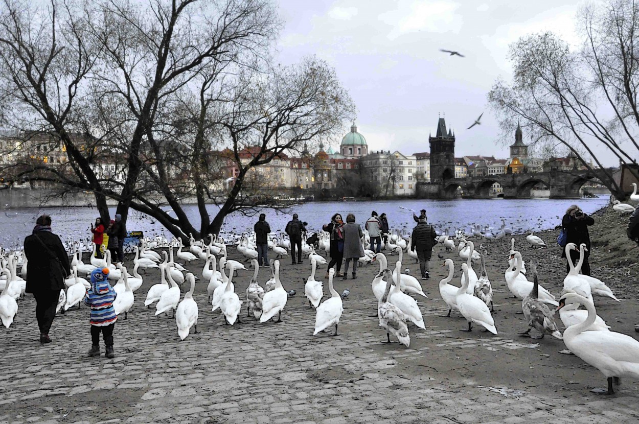 "Gansos En Praga, Repblica Checa" de Antonio Olivieri