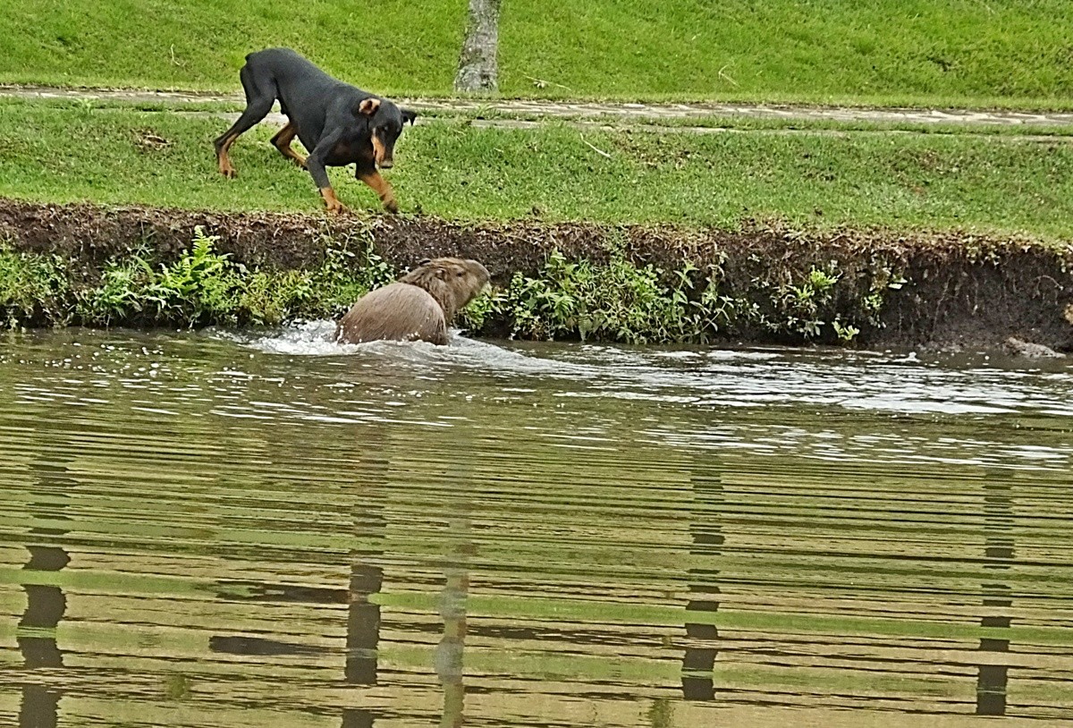 "Baruk X Capivara = 0 x 0" de Decio Badari