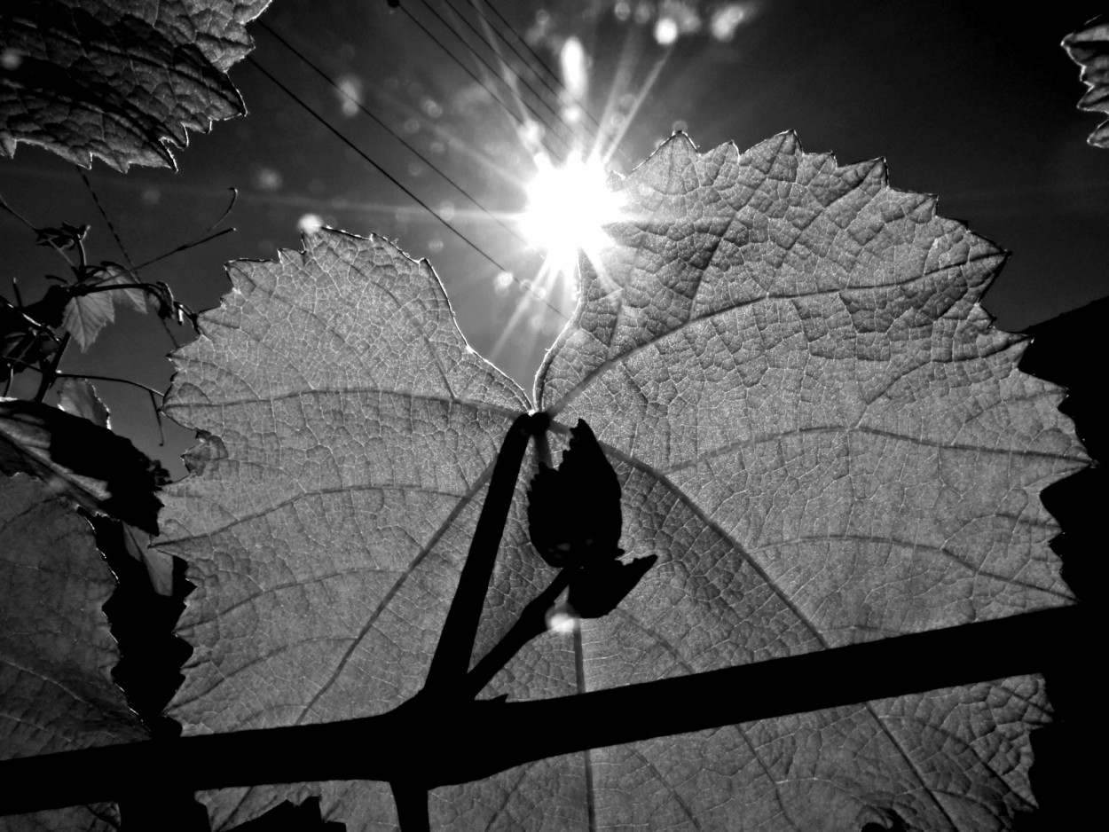 "Nesta linda manh, luz,sombras e formas." de Decio Badari