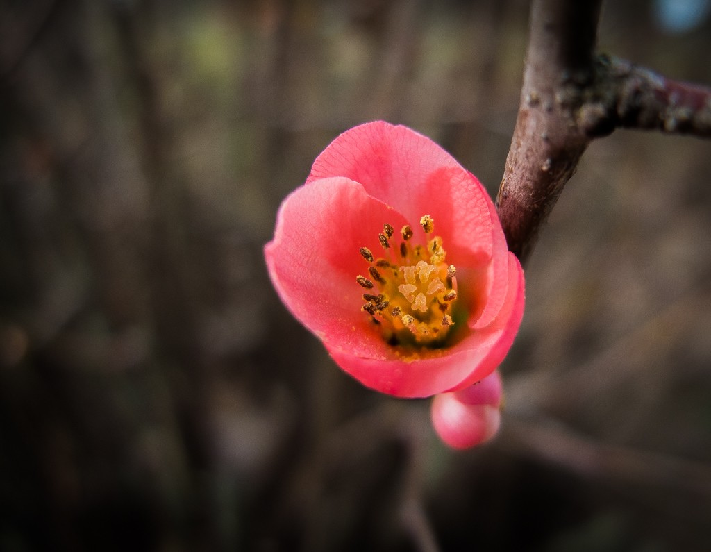 "La flor roja" de Fernando Valdez Vazquez