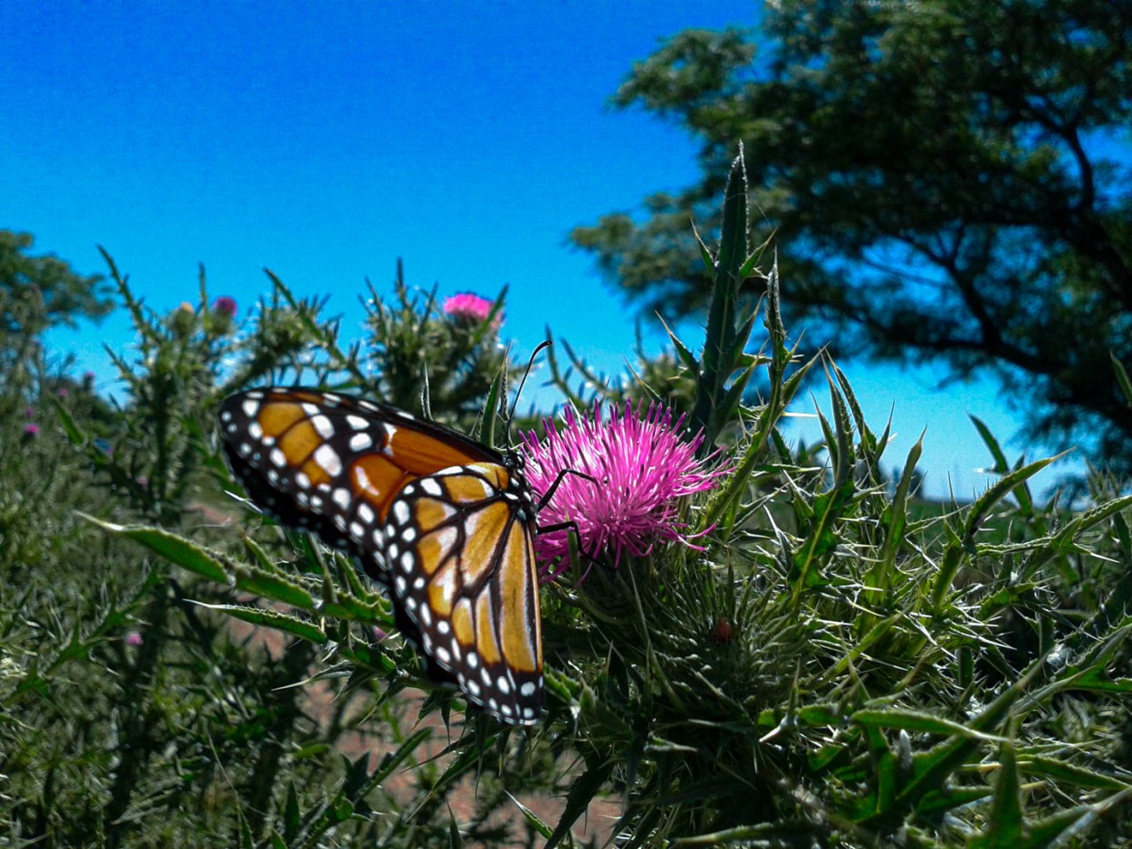 "El cardo y la mariposa" de Luciana Valeria Cagliero