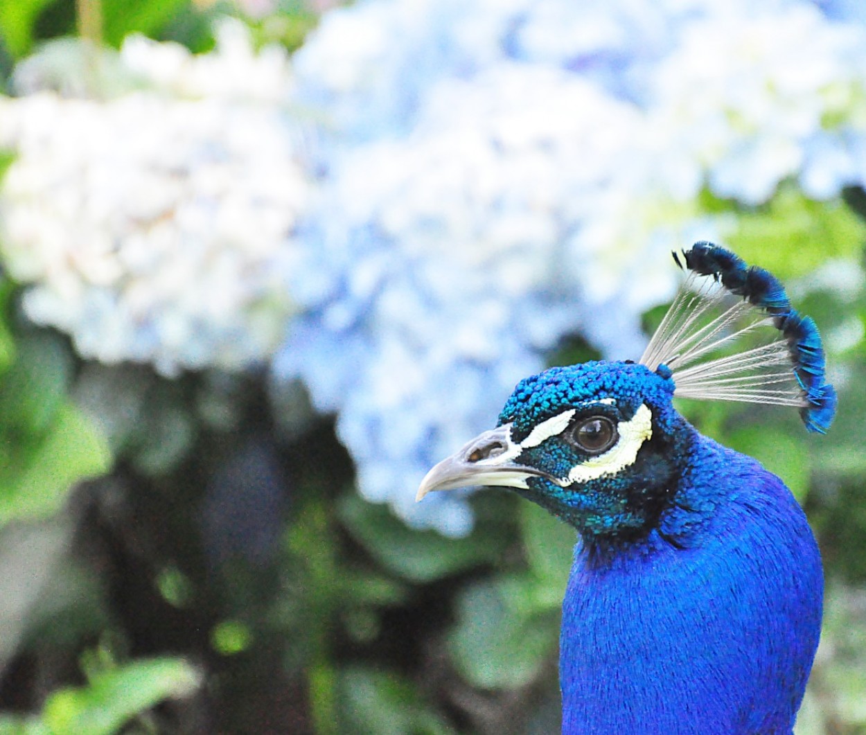 "O perfil elegante do Pavo macho." de Decio Badari