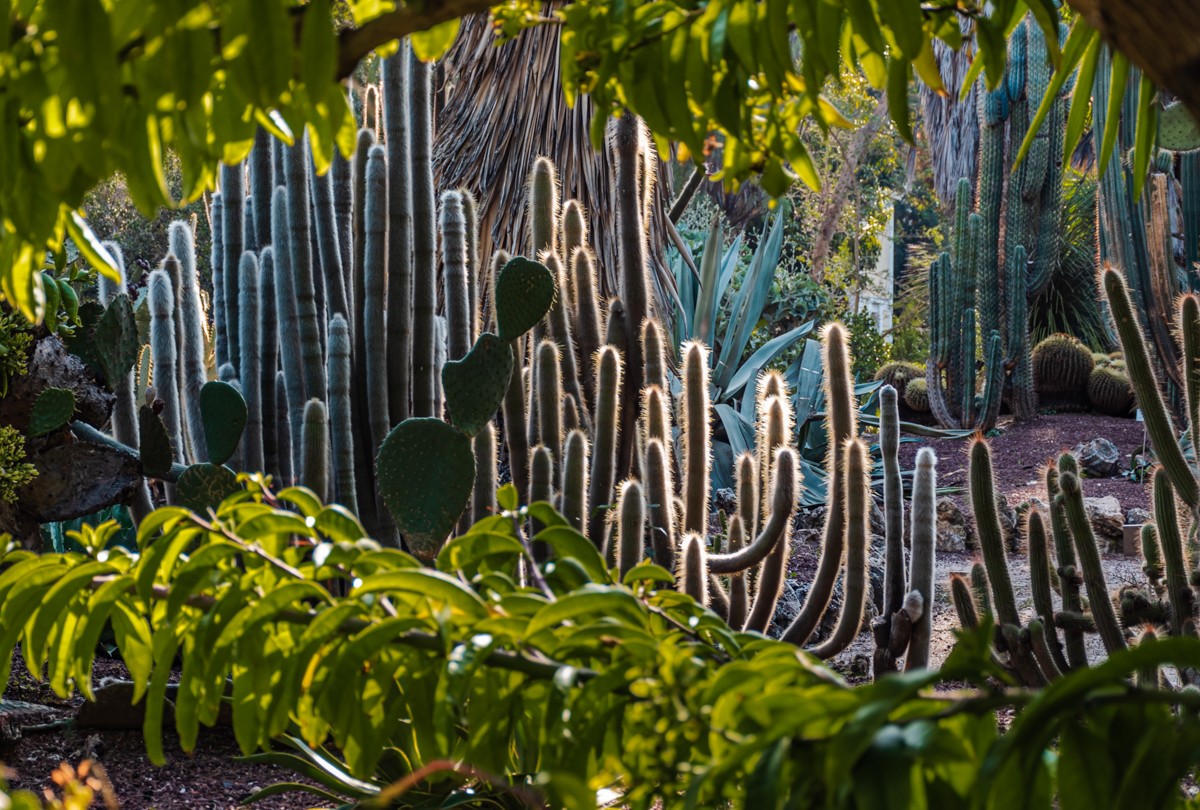 "Cactus" de Carmen Roig Valverde