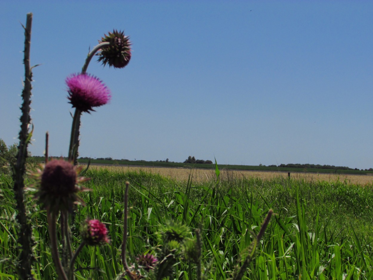 "Santa Fe, recorte rural" de Juana Ins Ruiz Diaz