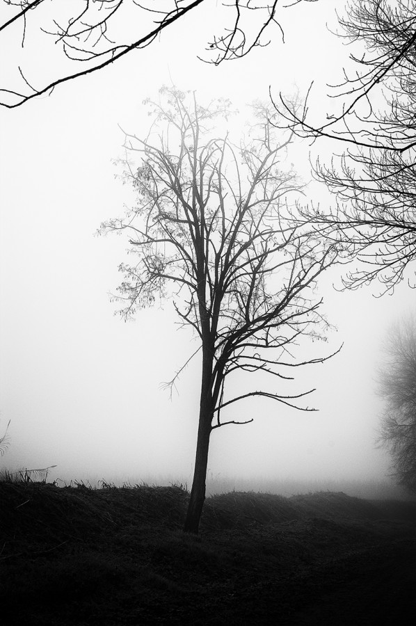 "Paseando por la niebla de Lleida" de Joan Arana