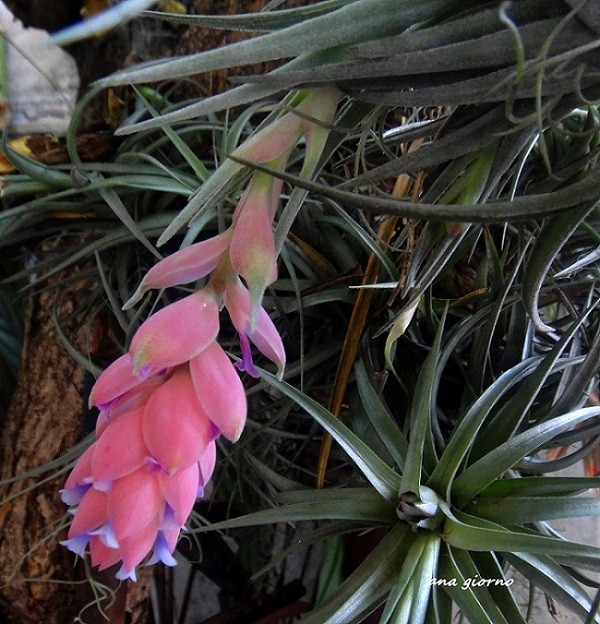 "Tillandsia Stricta" de Ana Giorno