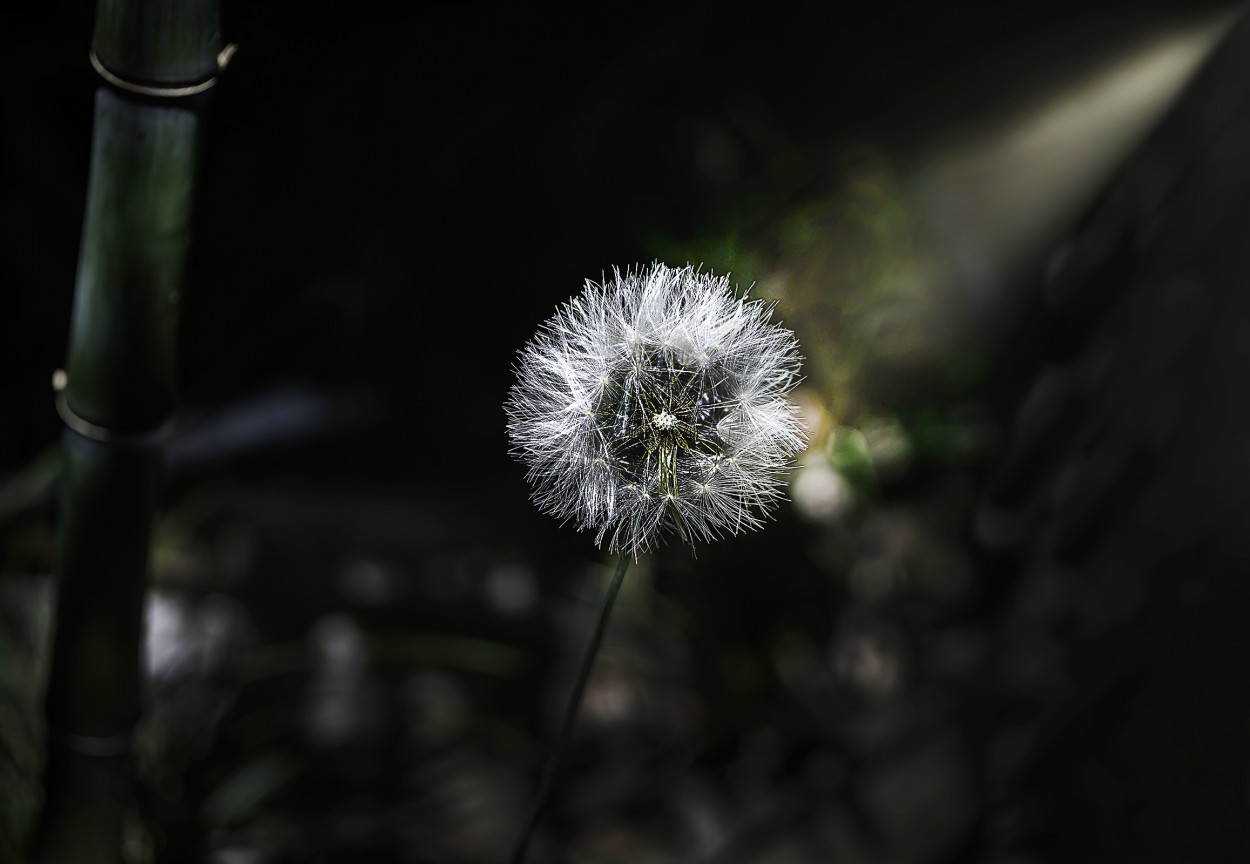 "Luz de vida..." de Carlos Cavalieri