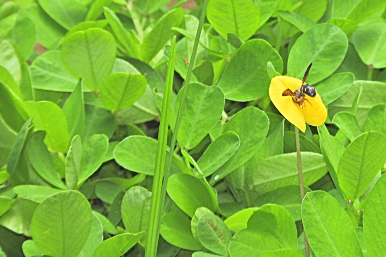 "Na flor da Grama-amendoim, uma visitante." de Decio Badari