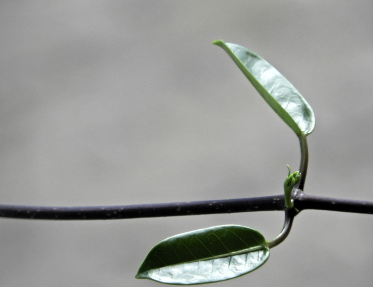 "O sincronismo da me natureza." de Decio Badari