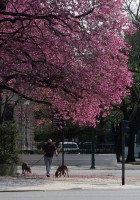 El lapacho de Buenos Aires