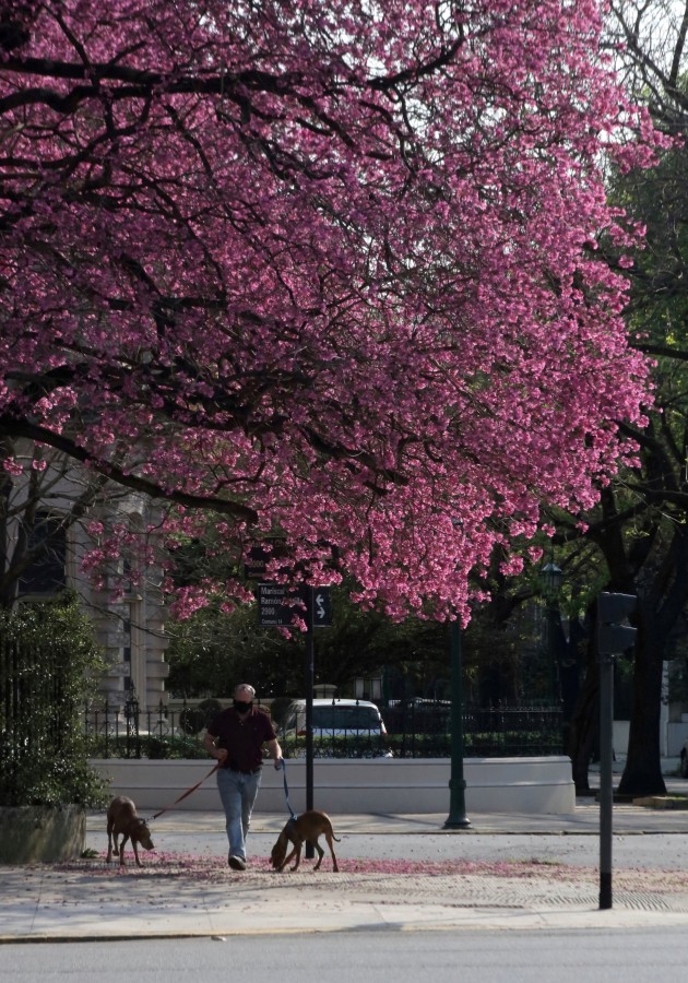 "El lapacho de Buenos Aires" de Francisco Luis Azpiroz Costa