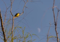 El pjaro y la luna