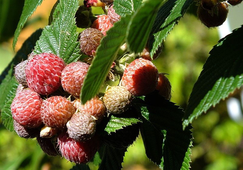 "A delicias da me natureza: Framboezas" de Decio Badari