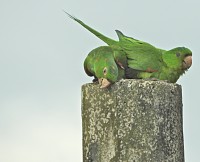 Mesmo com o tempo chuvoso, as visitas aparecem.