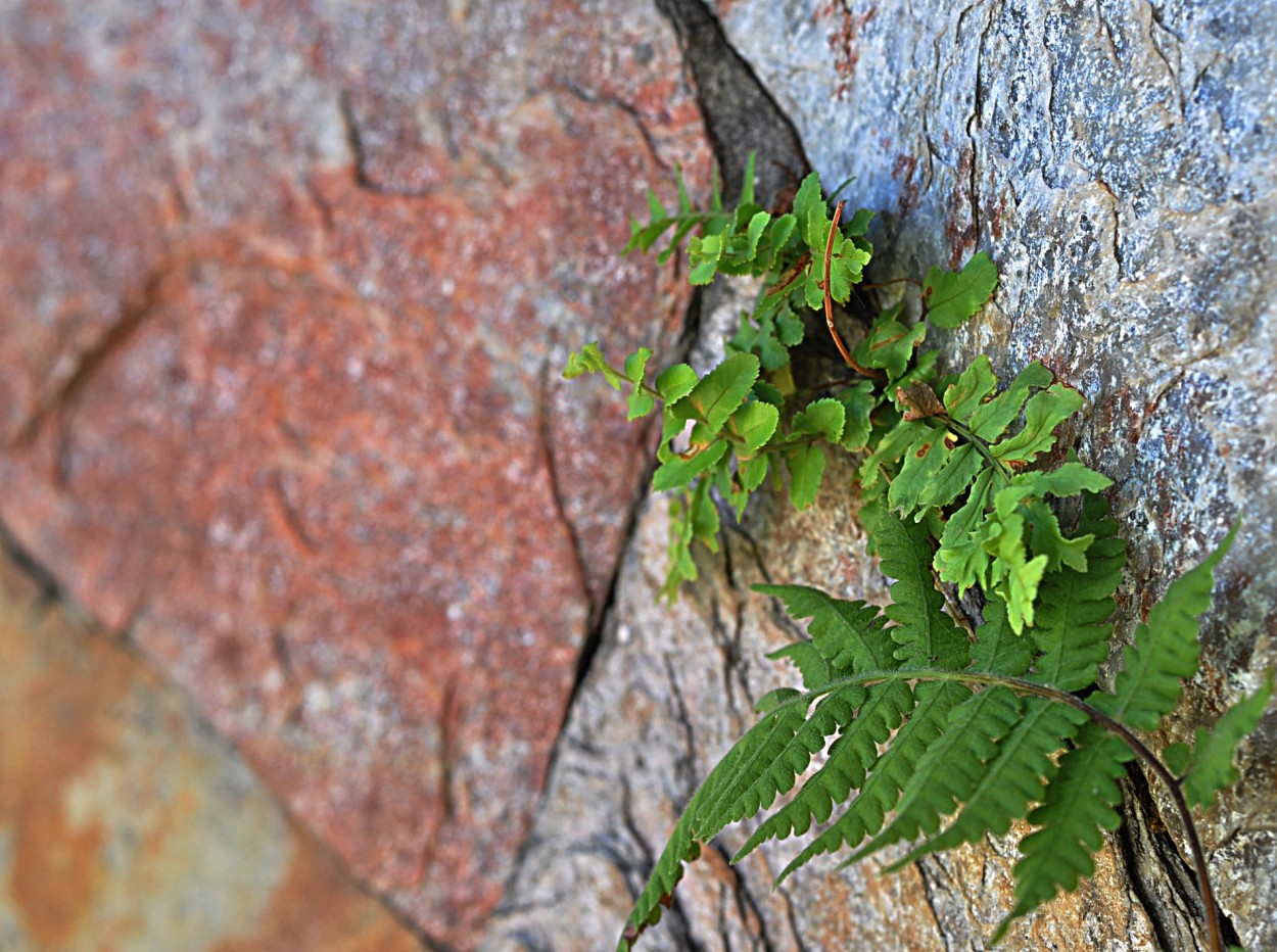 "Entre pedras e texturas, as surpresas da natureza." de Decio Badari