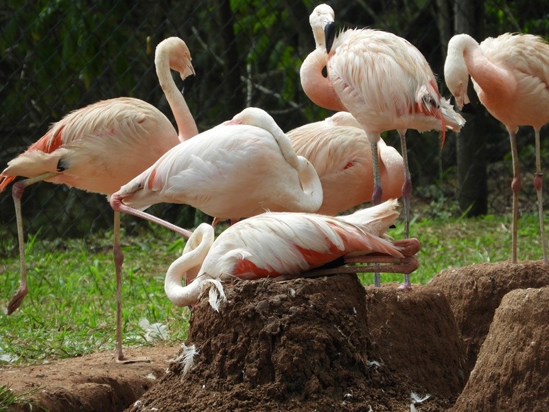 "No mundo das aves tem tambm `mordomias`" de Decio Badari