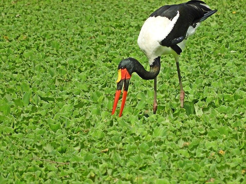 "No Zoo Parque de Itatiba S.P. a Cegonha do Senegal" de Decio Badari