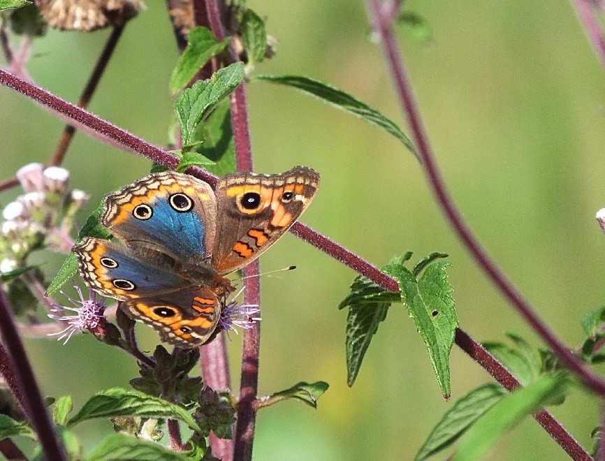 "Uma linda espcie e seu nome: Junonia evarete" de Decio Badari