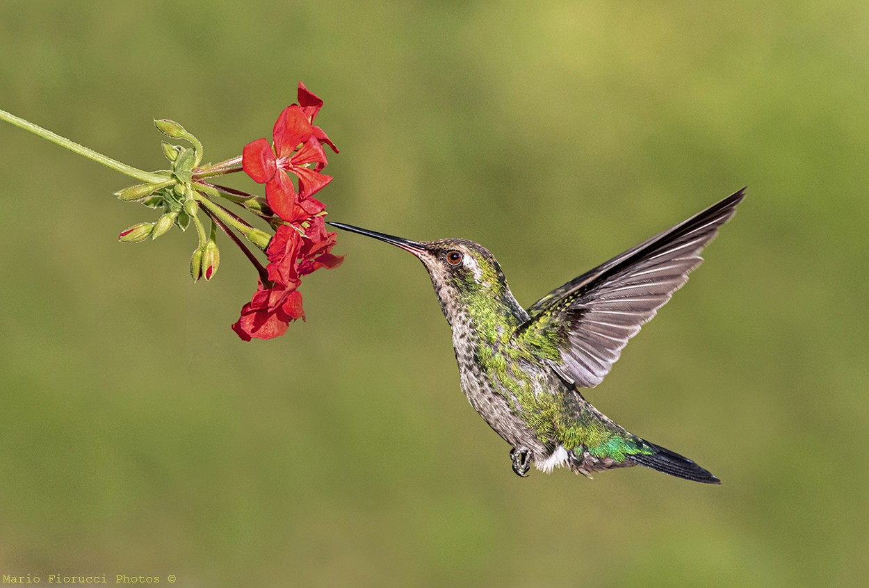 "Equilibrio con elegancia." de Mario Gustavo Fiorucci