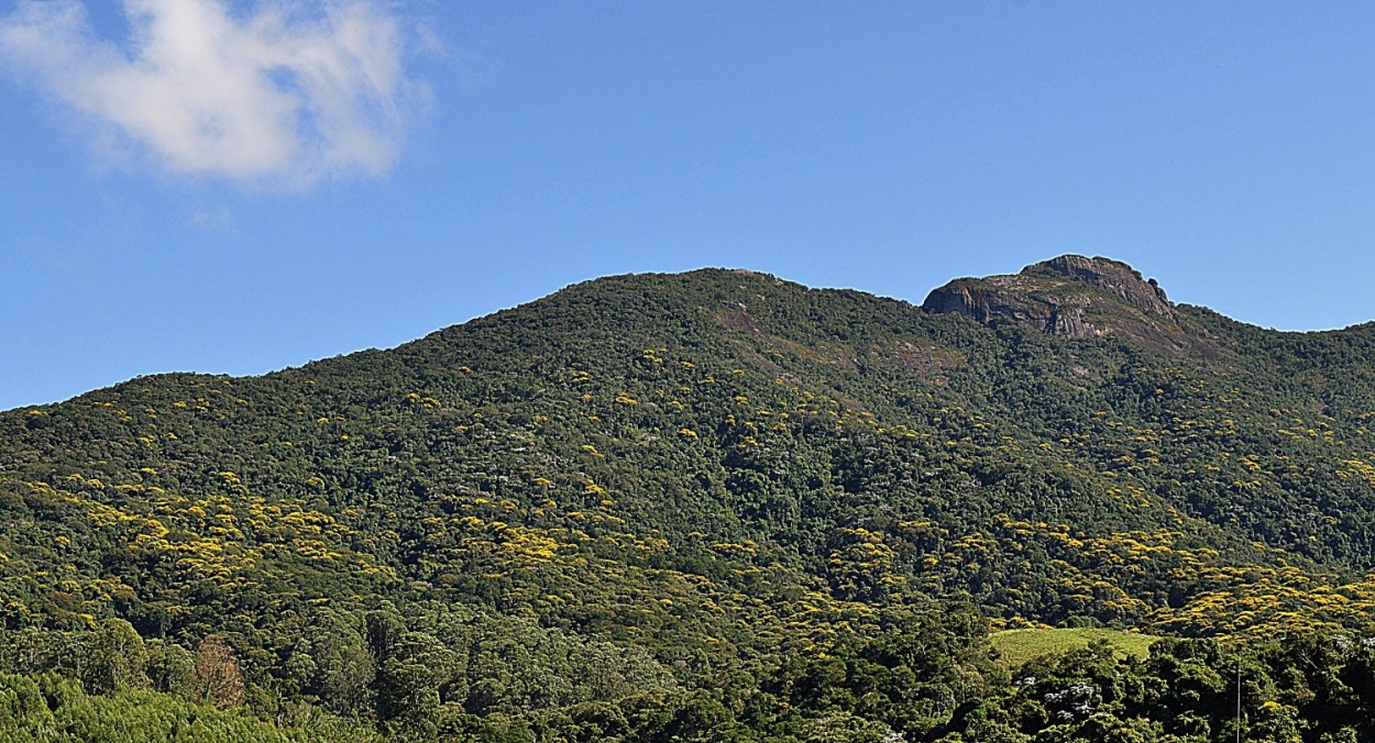 "Floradas na Serra da Mantiqueira,`Fruta de macaco`" de Decio Badari