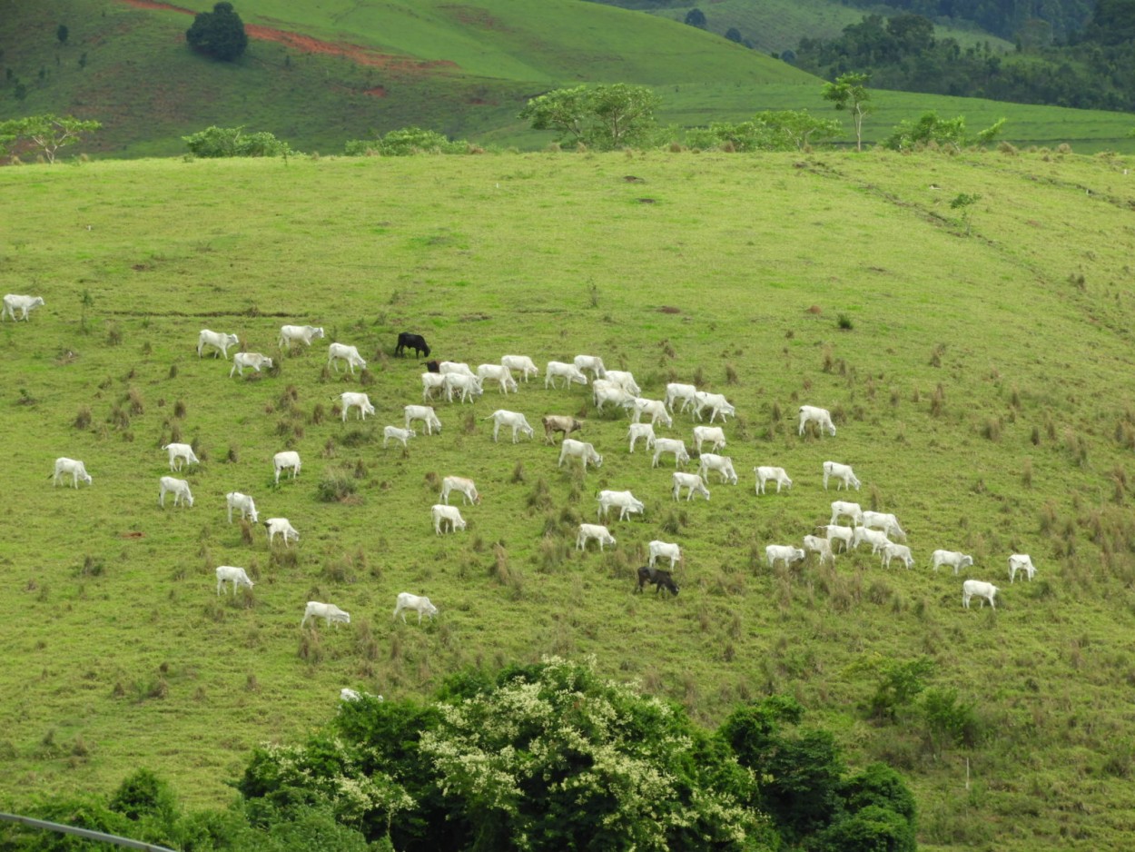 "A manada vista do meu quintal." de Decio Badari