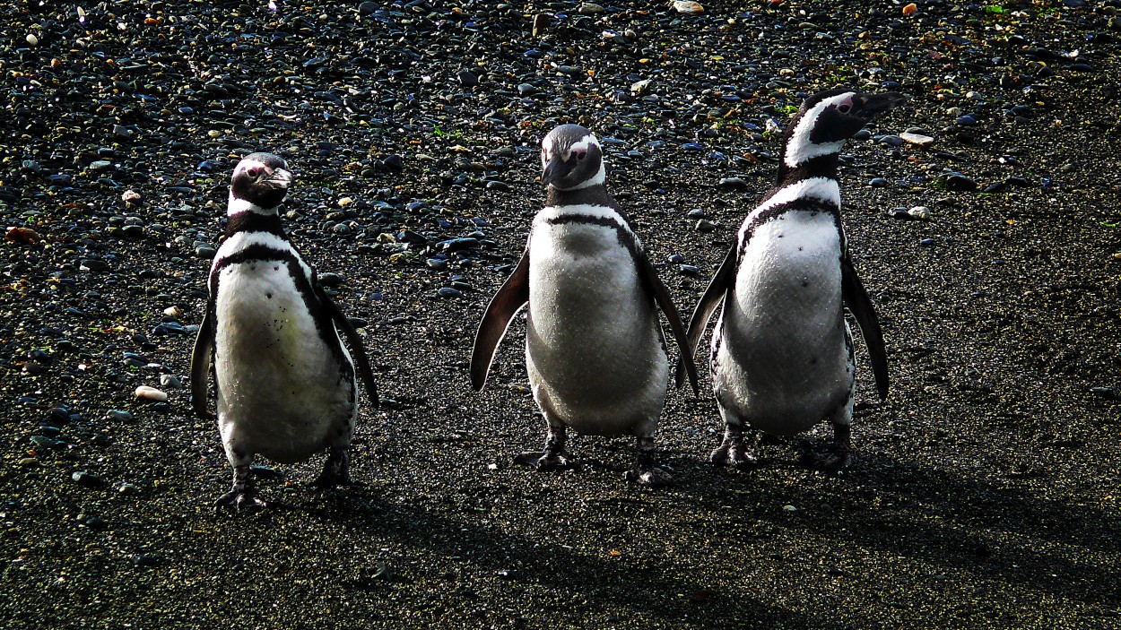 "Los tres amigos..." de Juan Carlos Barilari