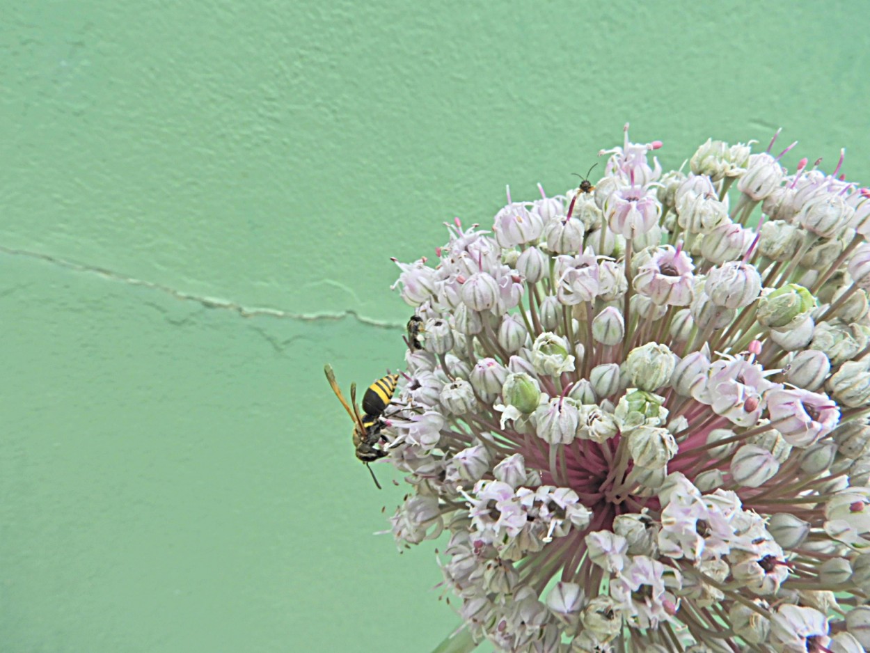 "A flor do Alho-por e o solitrio polinizador" de Decio Badari