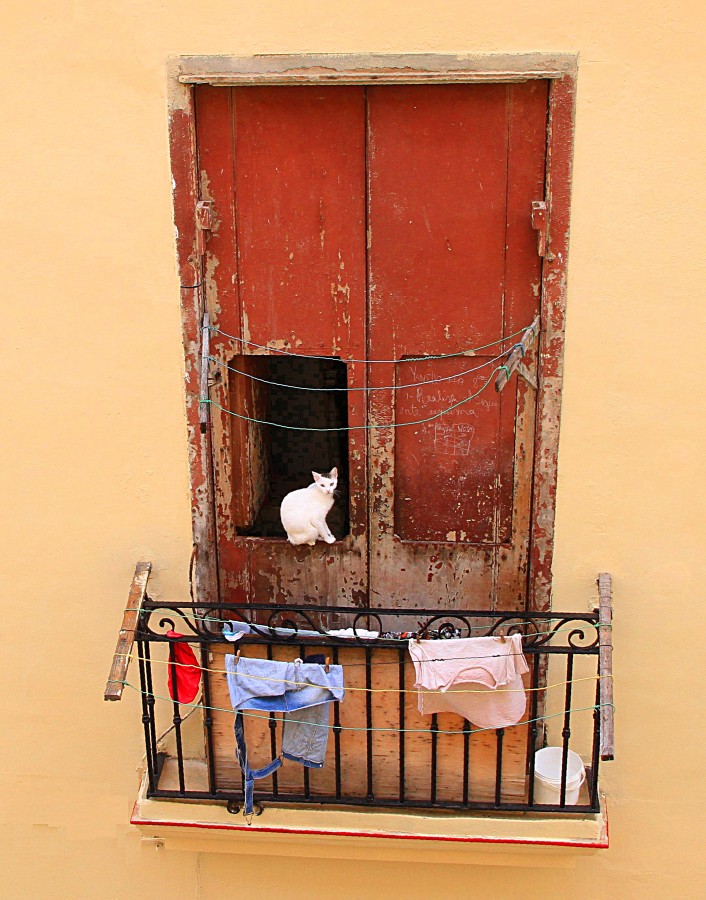 "el gato sin botas" de Guillermo Covelli