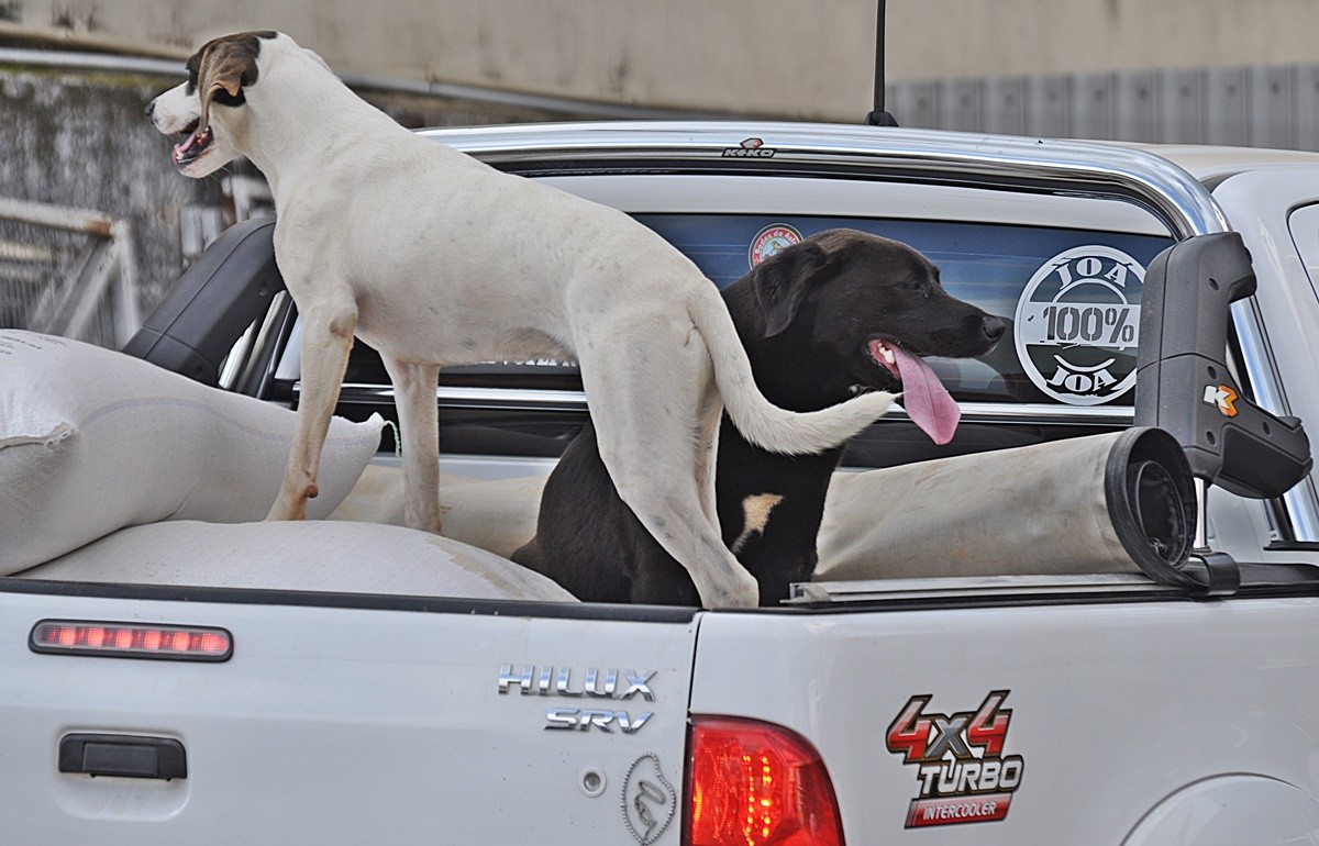 "Um olhar 4 X 4" de Decio Badari