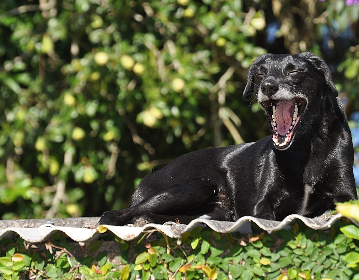 "O melhor dos animais  que no falam muito." de Decio Badari