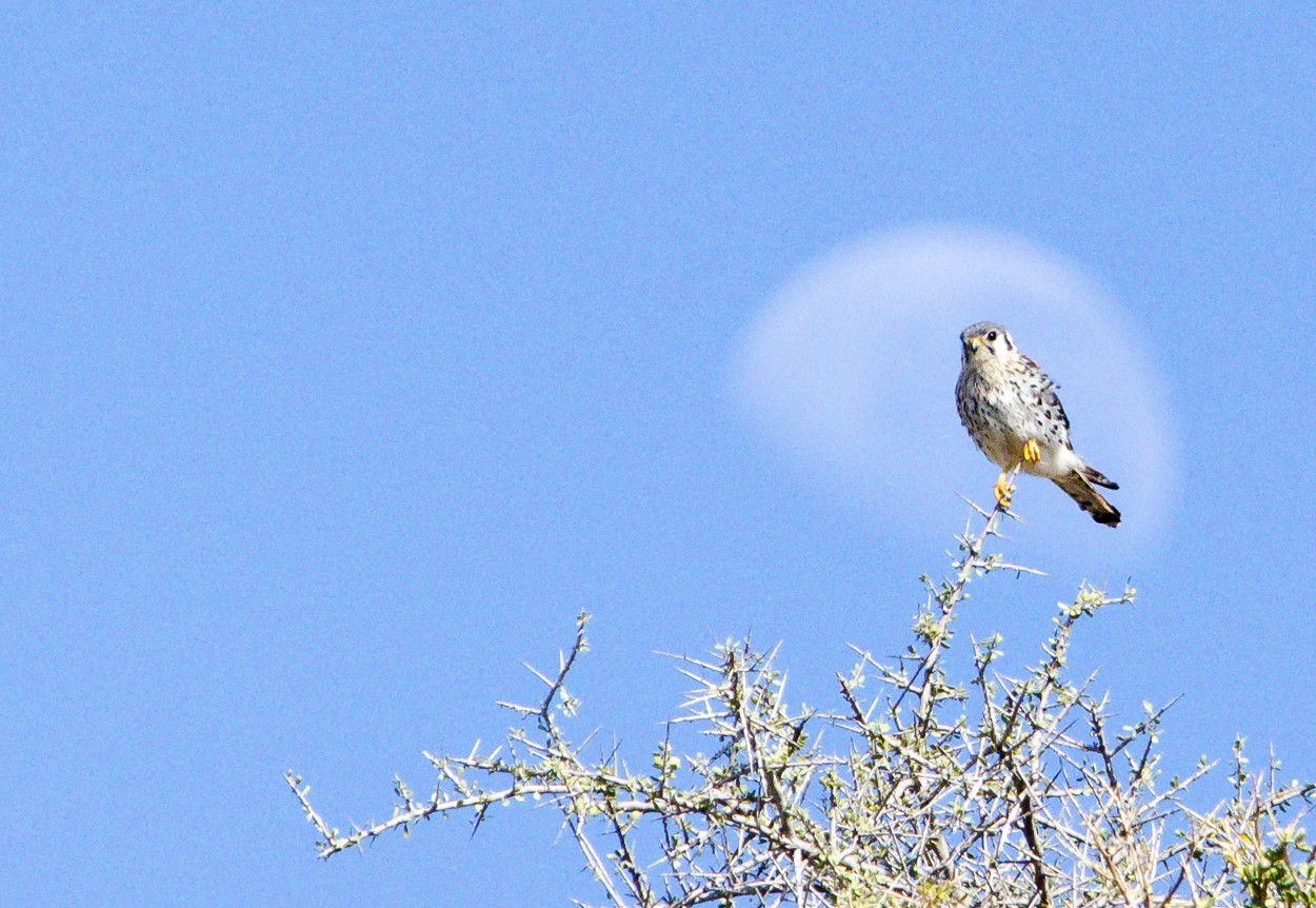 "Halconcito Colorado y luna." de Williams Daniel Nuez