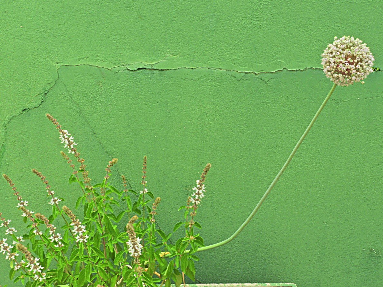 "Manjerico e suas flores, Alho-por e sua flor" de Decio Badari