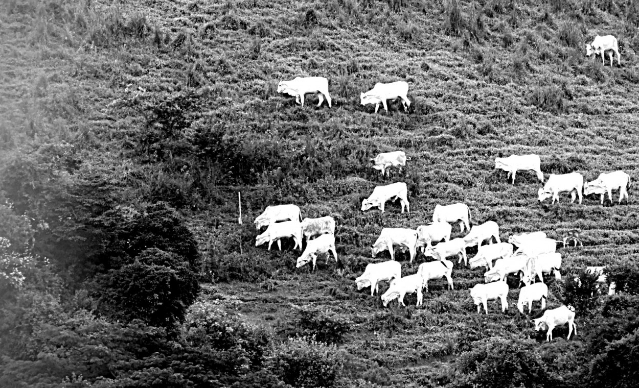 "Olhando do meu quintal, em breve um loteamento!" de Decio Badari