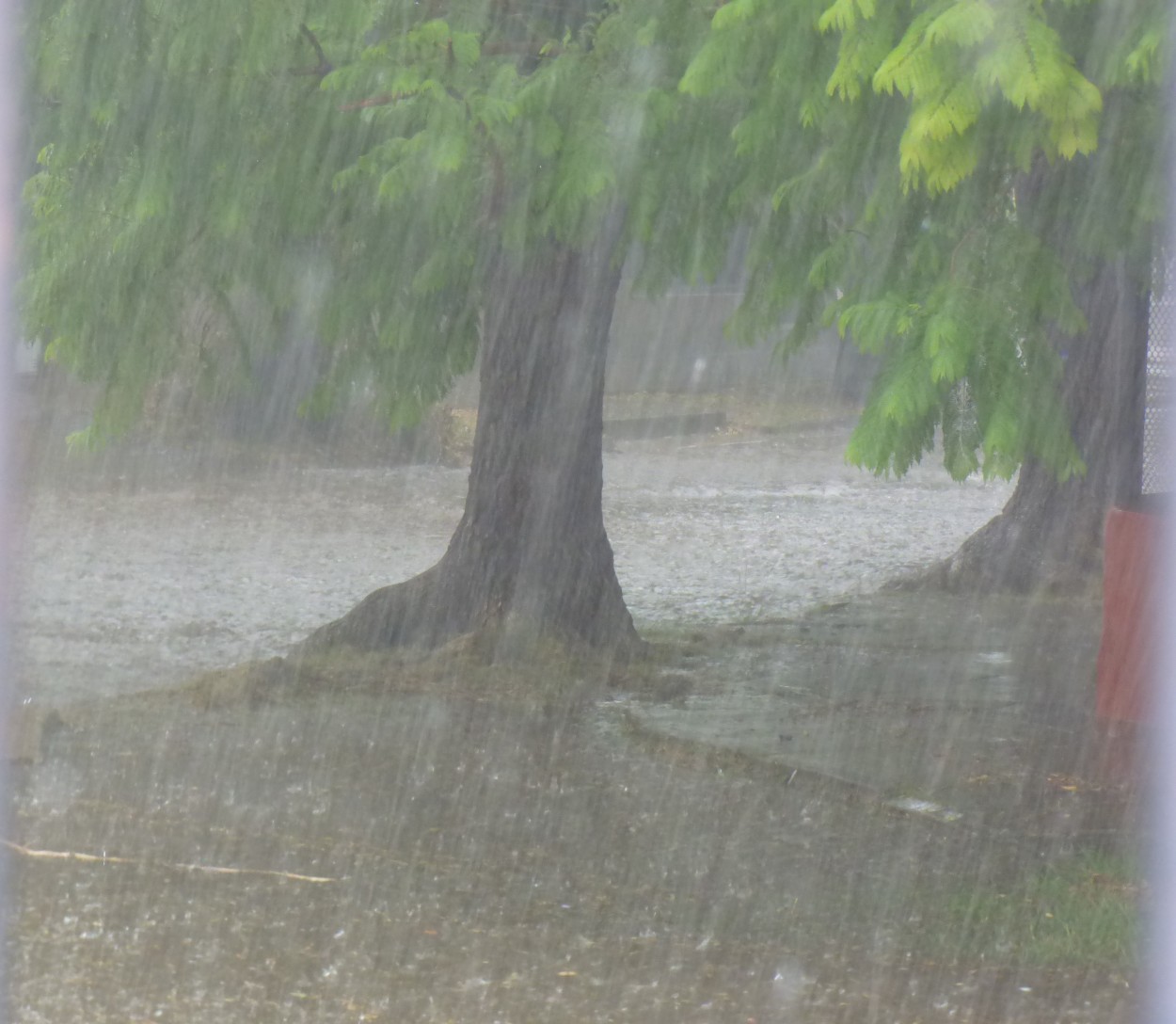 "`Lluvia de ayer`" de Graciela Edith Flocco