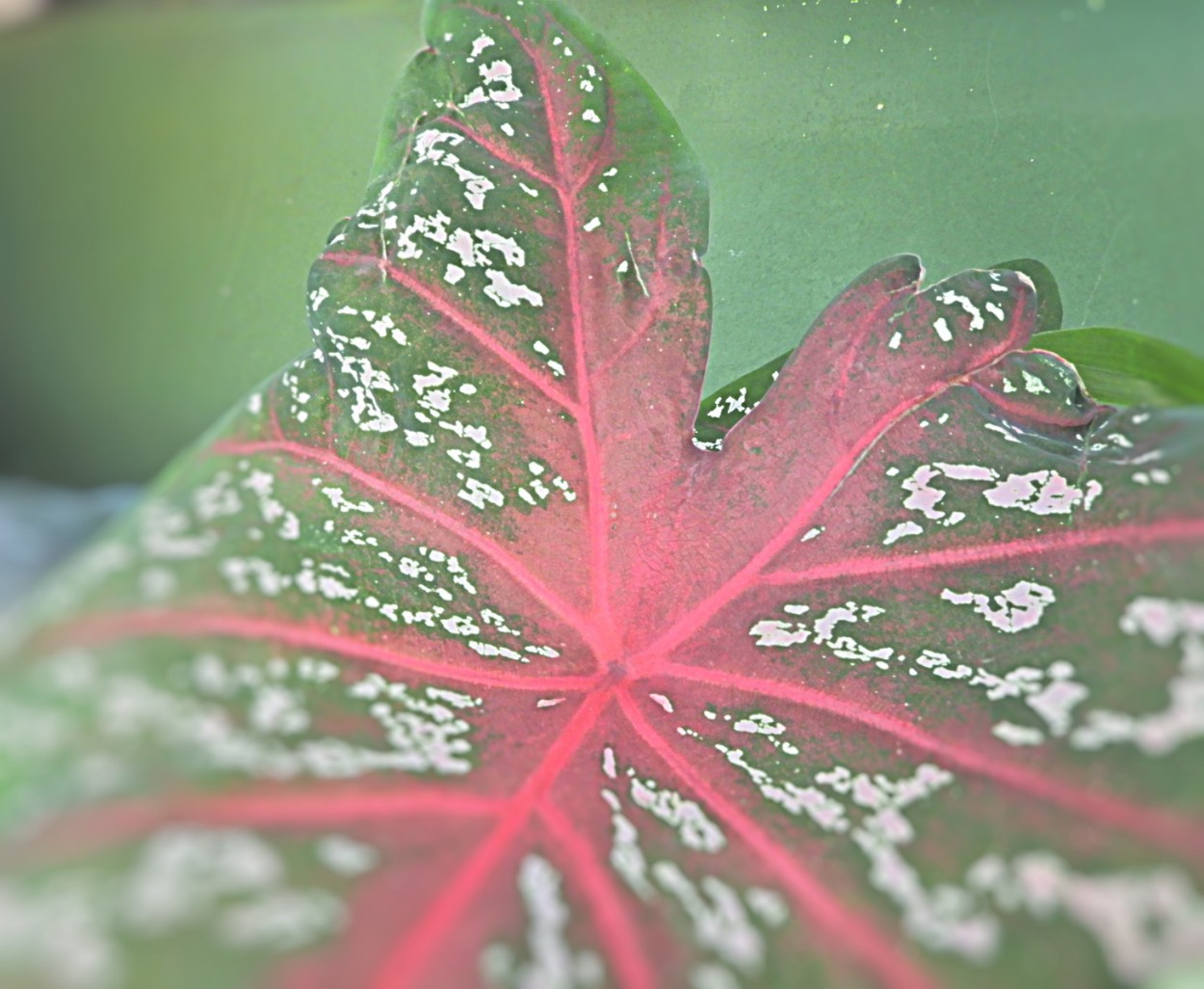 "Caldio  Caladium bicolor" de Decio Badari