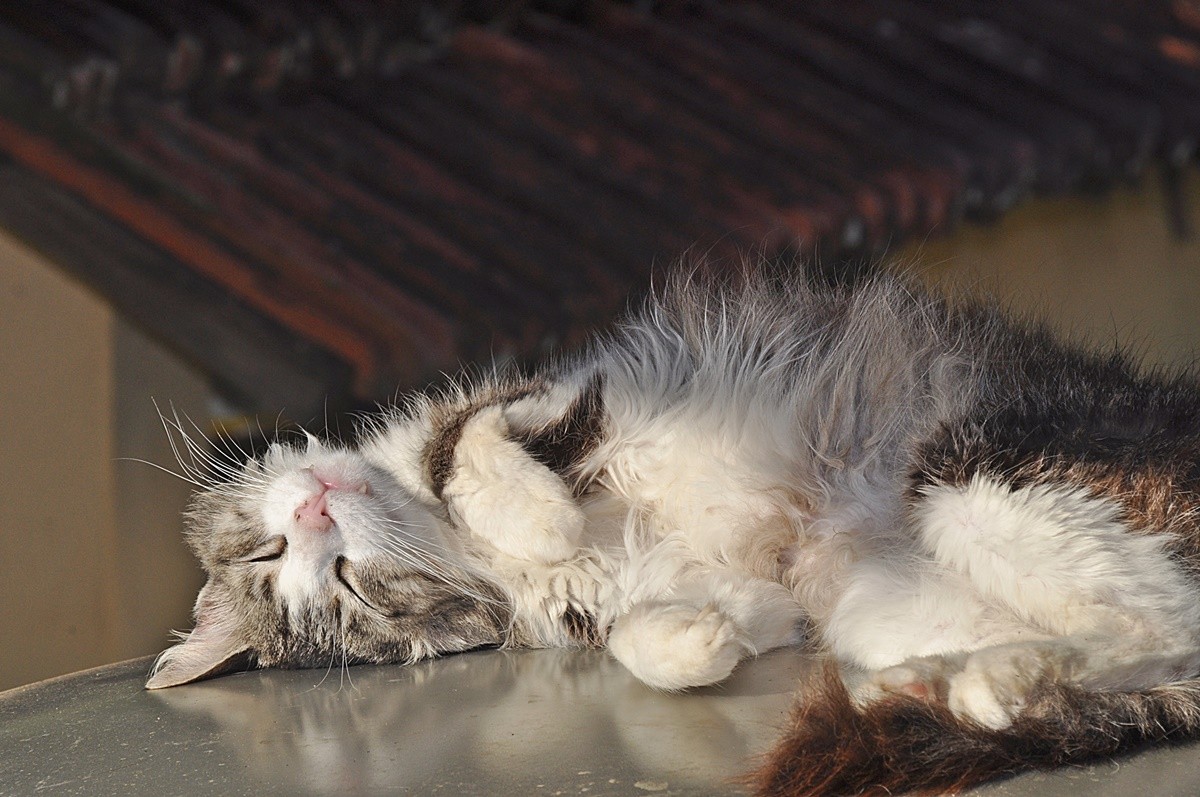 "O tranquilo sono do felino peludo!" de Decio Badari