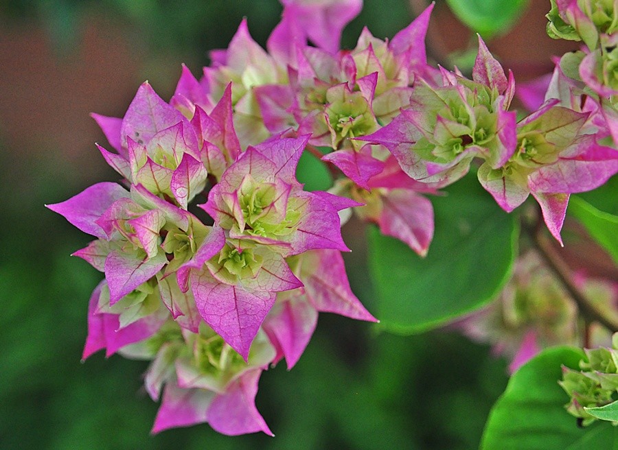 "Primavera  Bougainvillea glabra (dobrada )" de Decio Badari