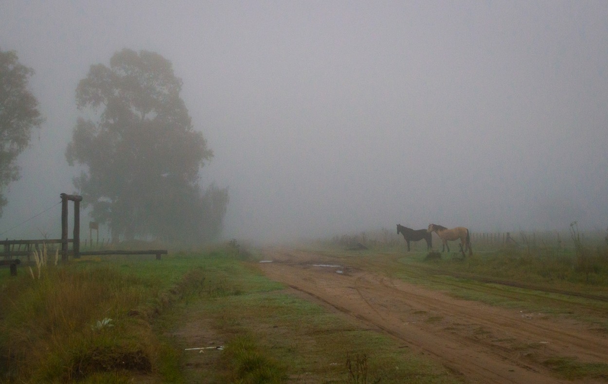 "Caballos en la niebla" de Fernando Valdez Vazquez