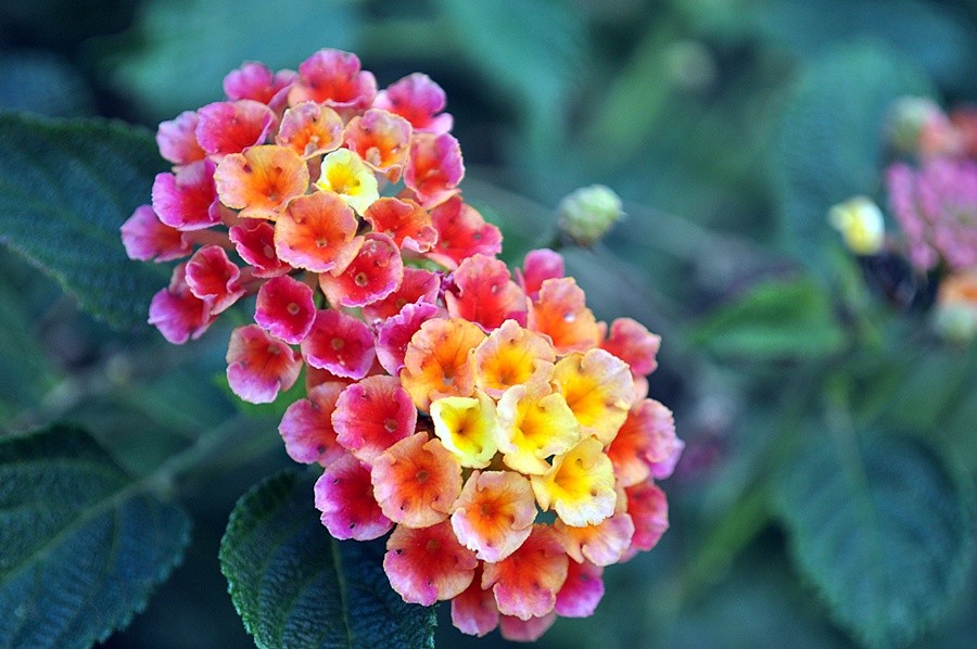 "A multicolorida Cambar  Lantana camara" de Decio Badari