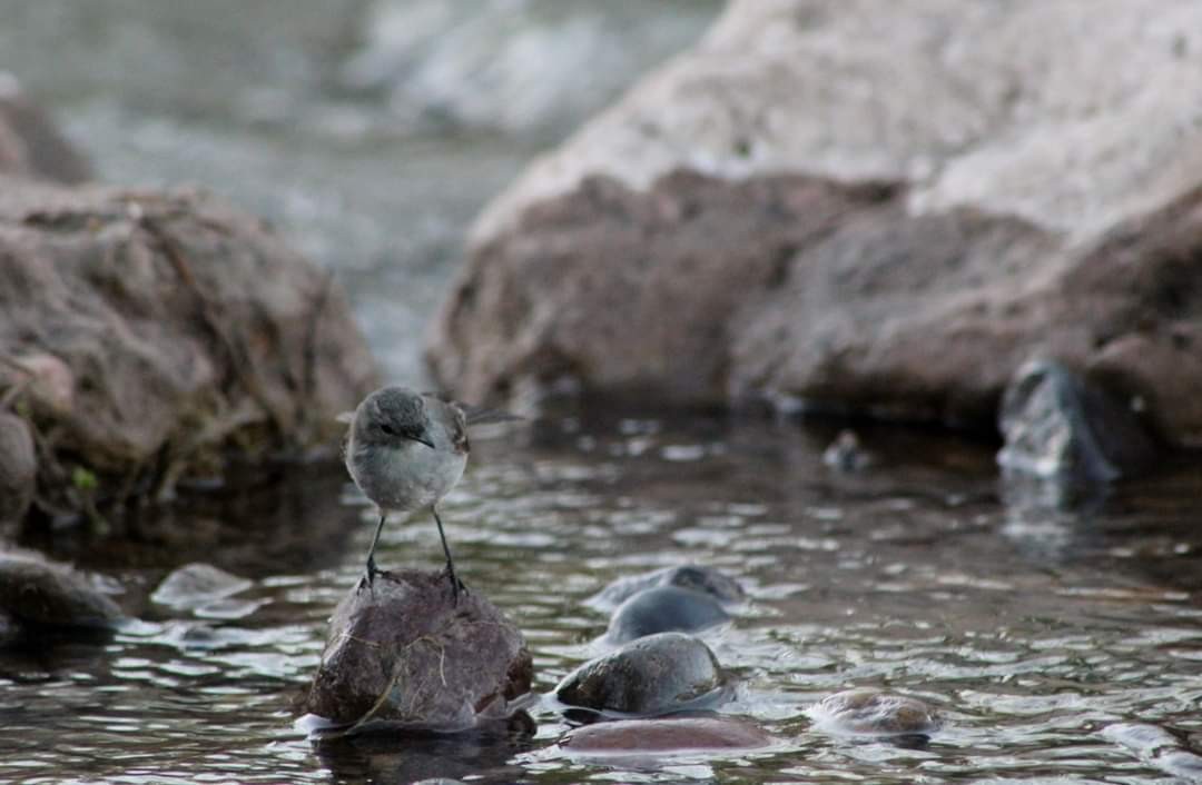 "Refrescandose" de Alejandra Cormick