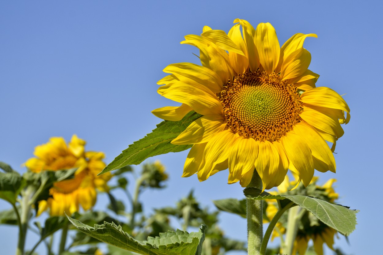 "Girasoles" de Osvaldo Sergio Gagliardi