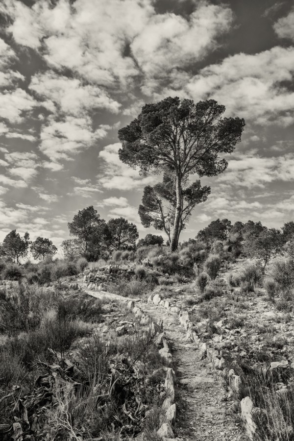 "Camino al pino" de Francisco Jos Cerd Ortiz