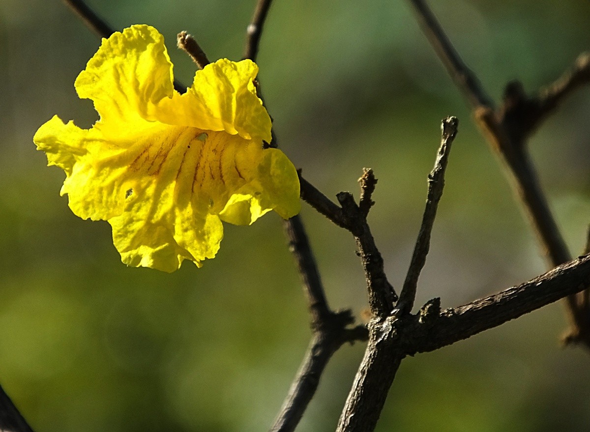 "A primeira flor do Yp, de Primaveras passadas." de Decio Badari