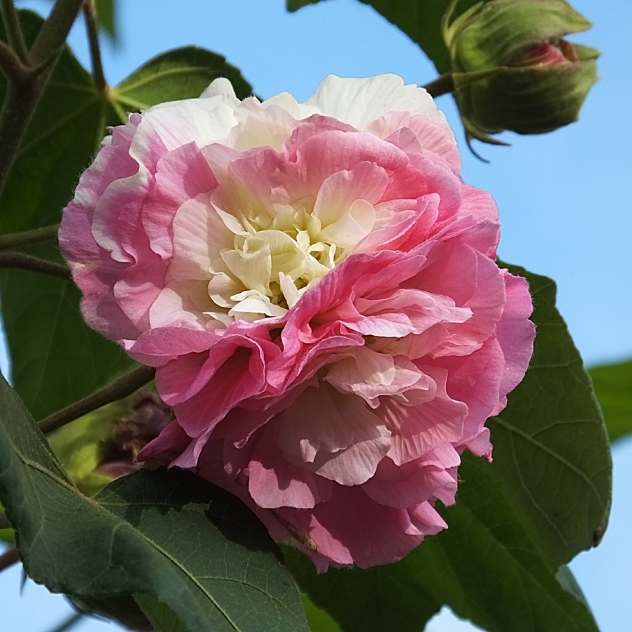 "Bicolor, assim  a flor do Algodo" de Decio Badari