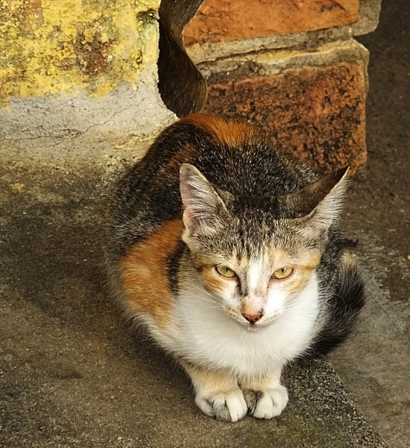 "Lembrando minhas caminhadas........" de Decio Badari